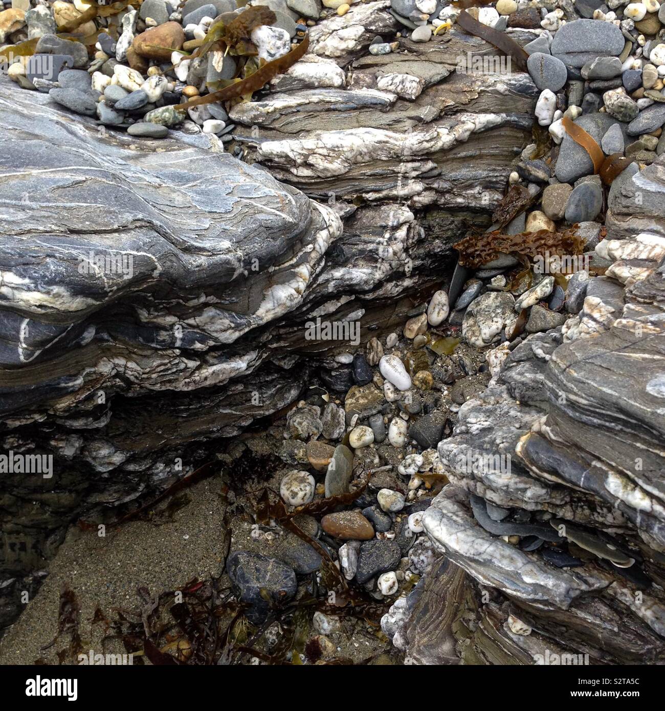 Multi coloured rocks and pebbles shapes with seaweed strands on the