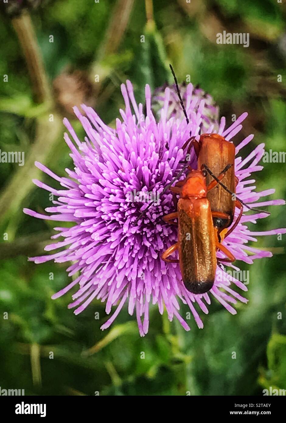 Orange insects mating on a Thistle flower Stock Photo Alamy