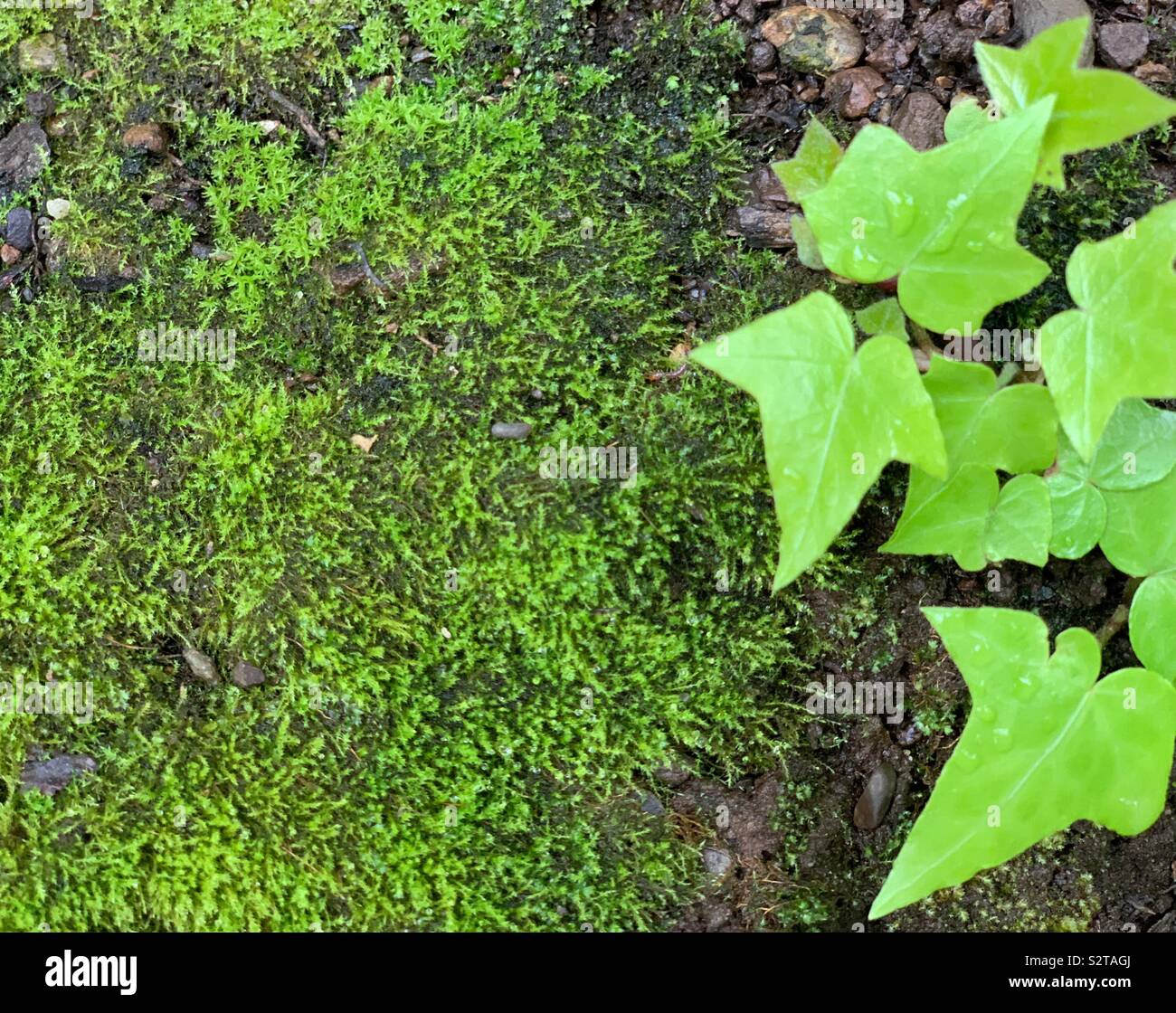 Moss and ivy - Smartphone Captured Stock Image