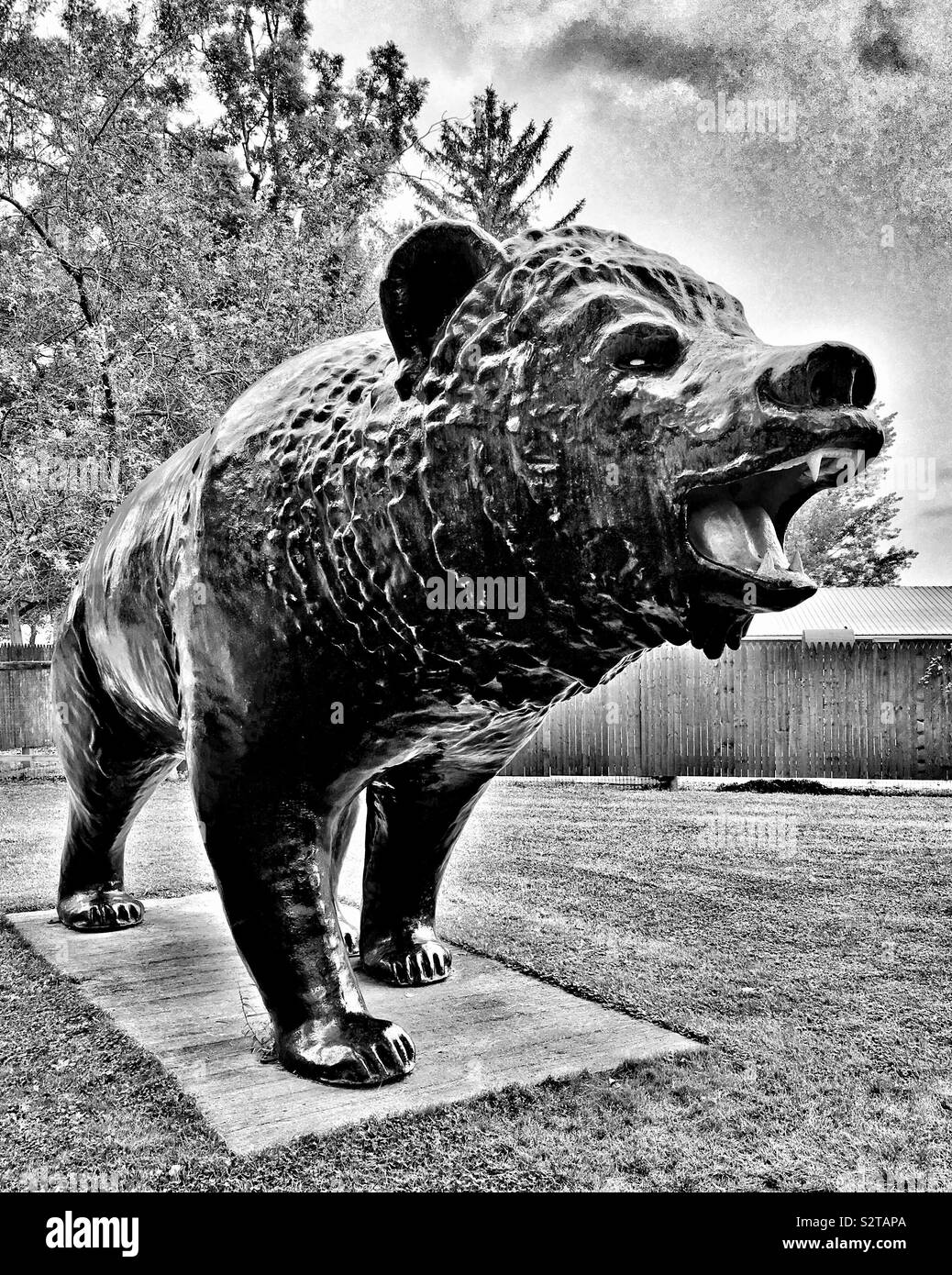 Statue of roaring black bear showing teeth in black and white - Smartphone Captured Stock Image