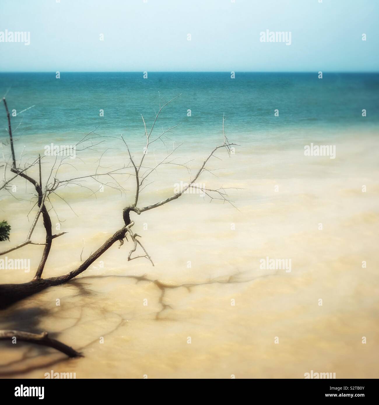 Fallen tree on Lake Erie shoreline - Smartphone Captured Stock Image