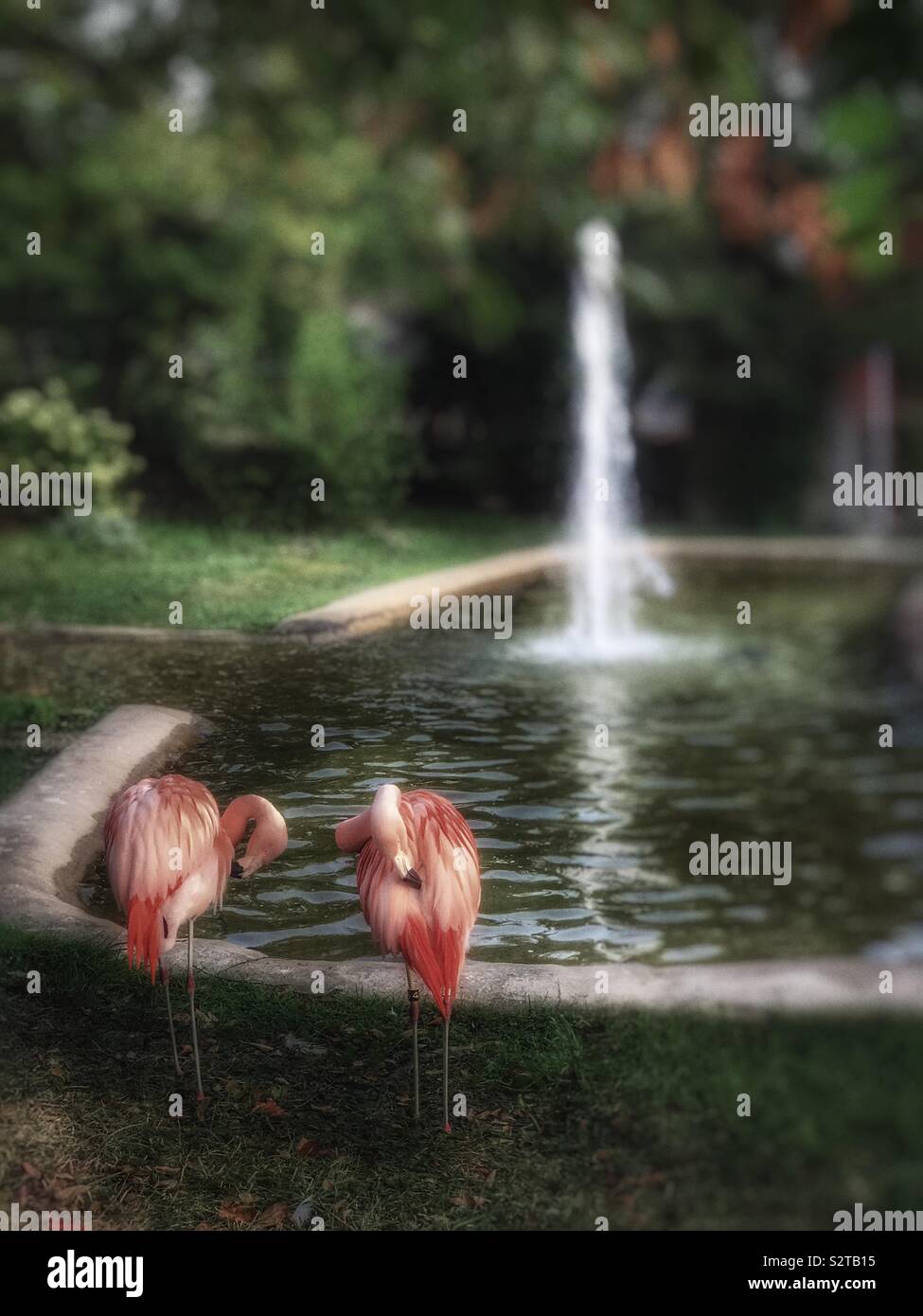 Preening pink flamingos near a pond - Smartphone Captured Stock Image
