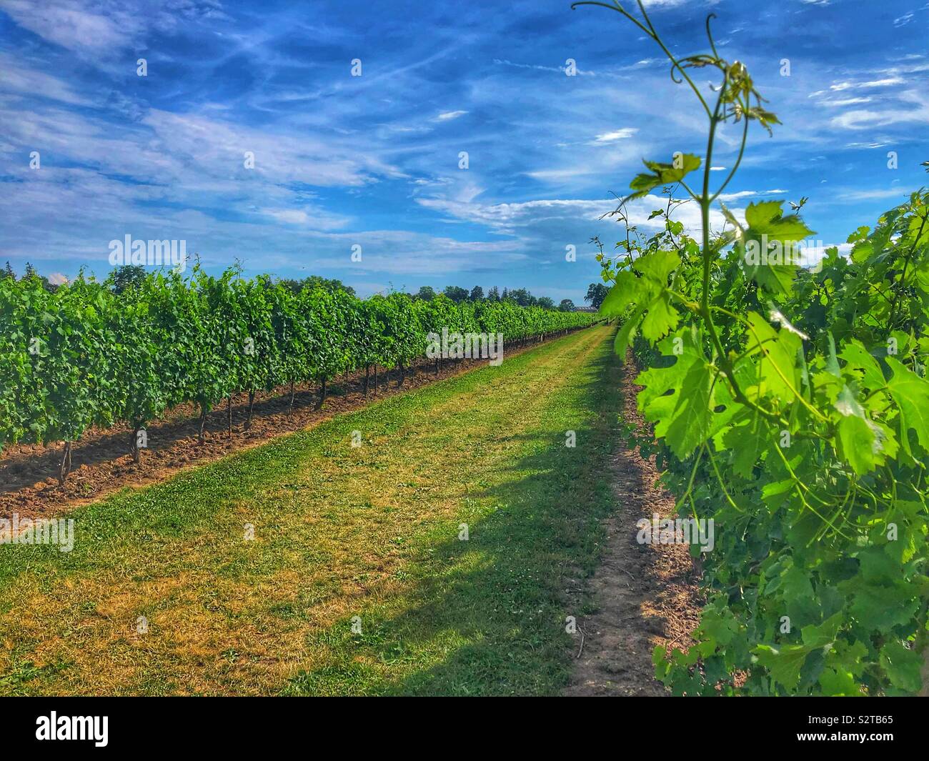 A vineyard on a sunny day. - Smartphone Captured Stock Image