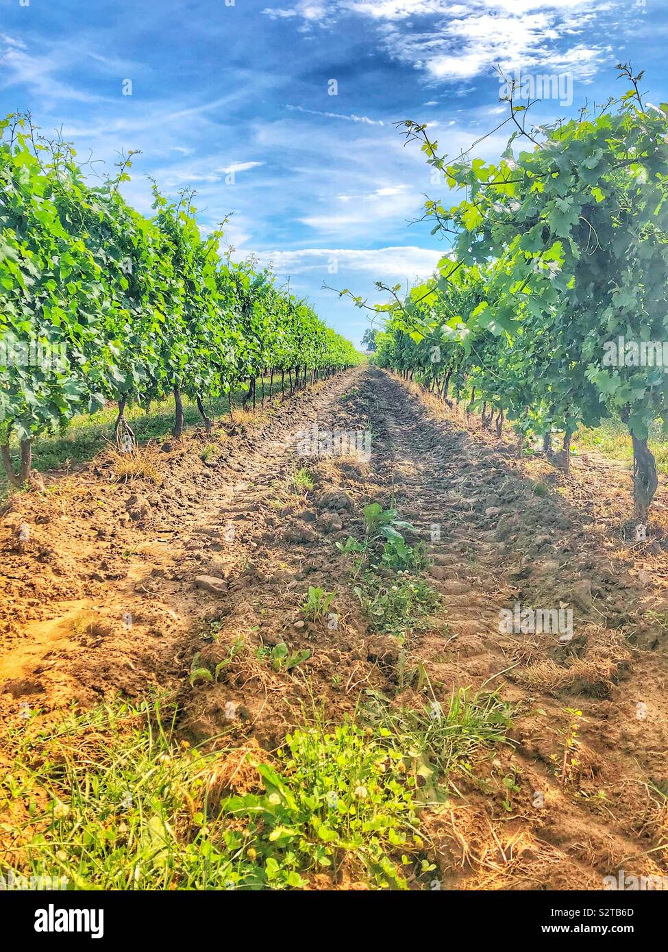 A vineyard on a sunny day. - Smartphone Captured Stock Image
