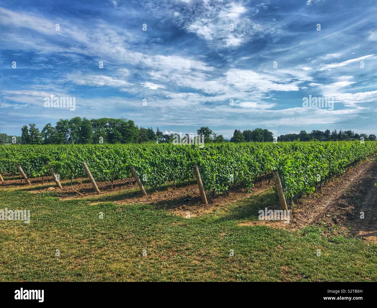 Rows of vines at a vineyard. - Smartphone Captured Stock Image