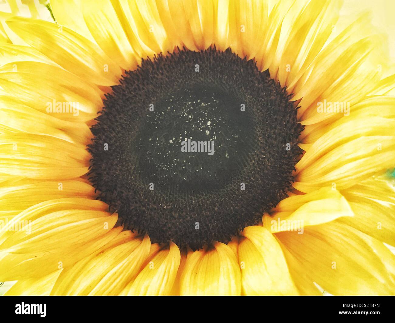 The centre of a Sunflower Stock Photo