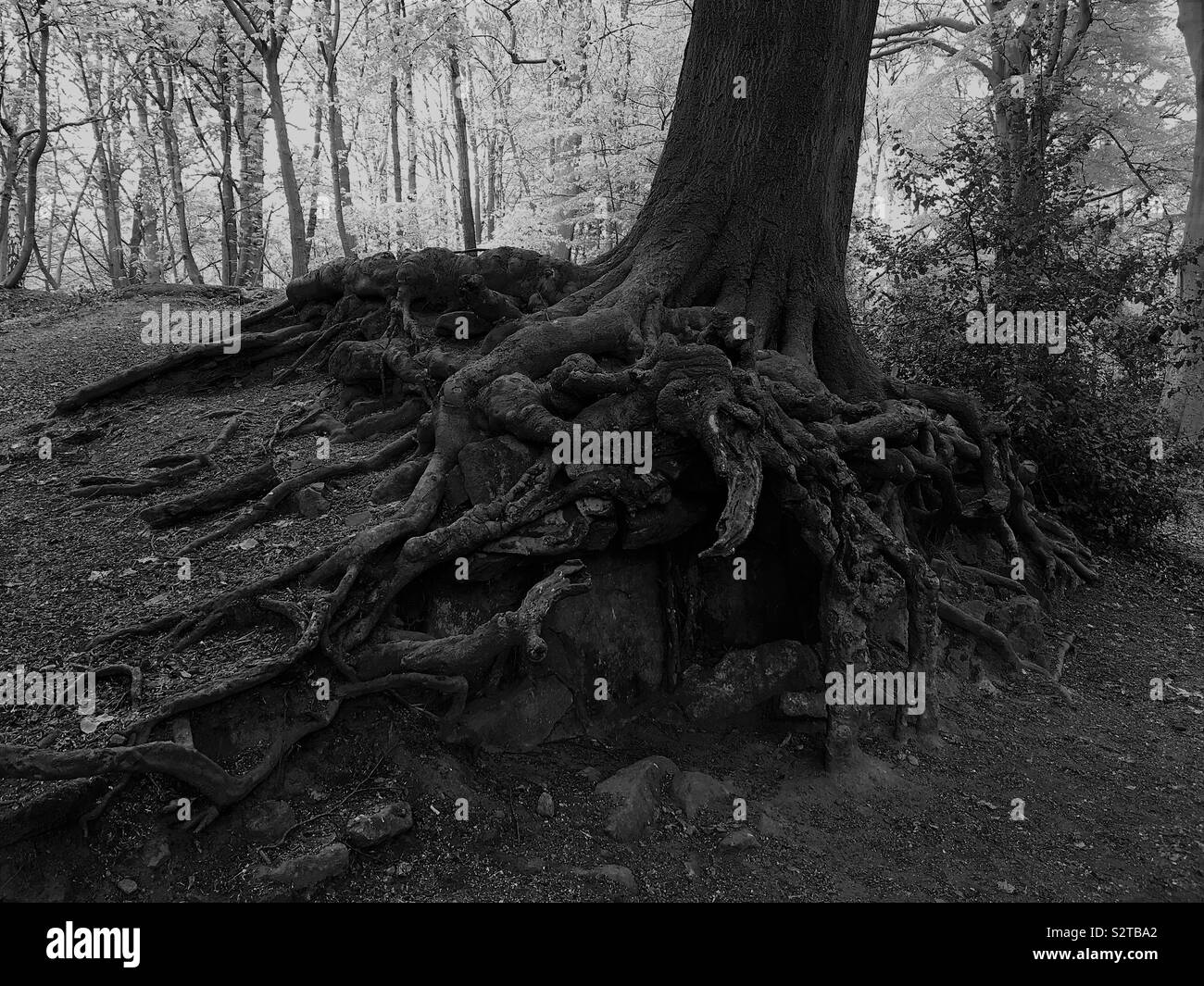Roots in Leeds, UK - Smartphone Captured Stock Image
