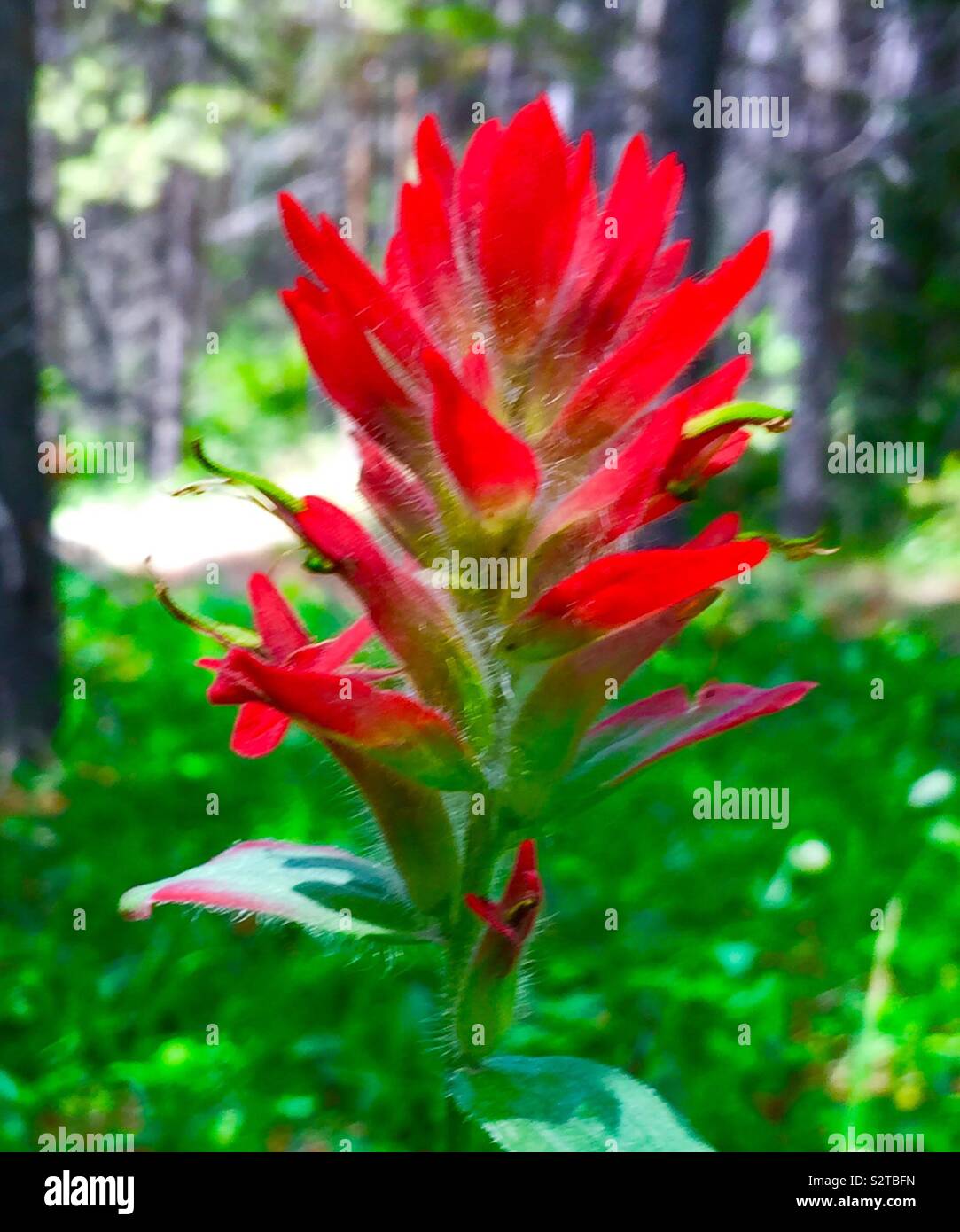 indian paintbrush indian paintbrush