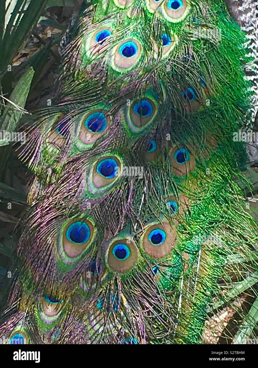 A close up of a peacock’s tail feathers Stock Photo