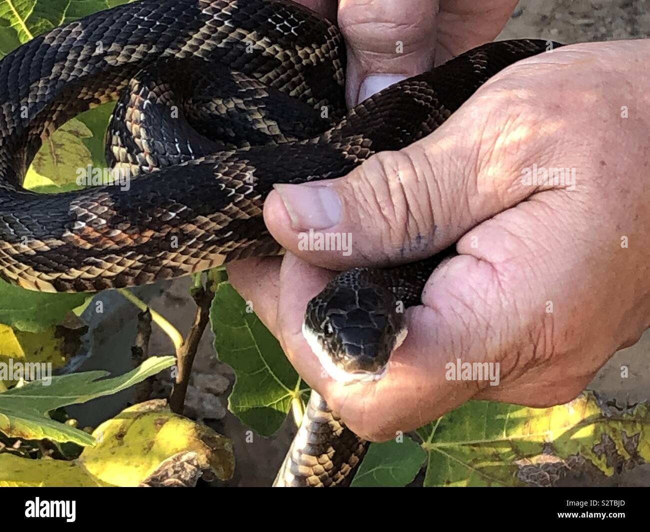 Chicken snake hi-res stock photography and images - Alamy