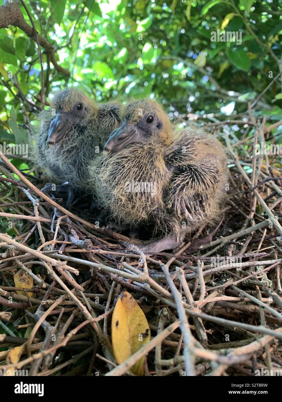 Pigeon On Nest High Resolution Stock Photography And Images Alamy Pigeon On Nest High Resolution Stock Photography And Images Alamy