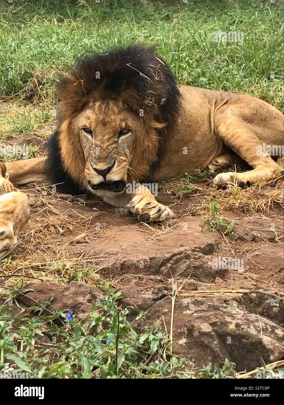 Growling lion in Nairobi Zoo, Kenya Stock Photo