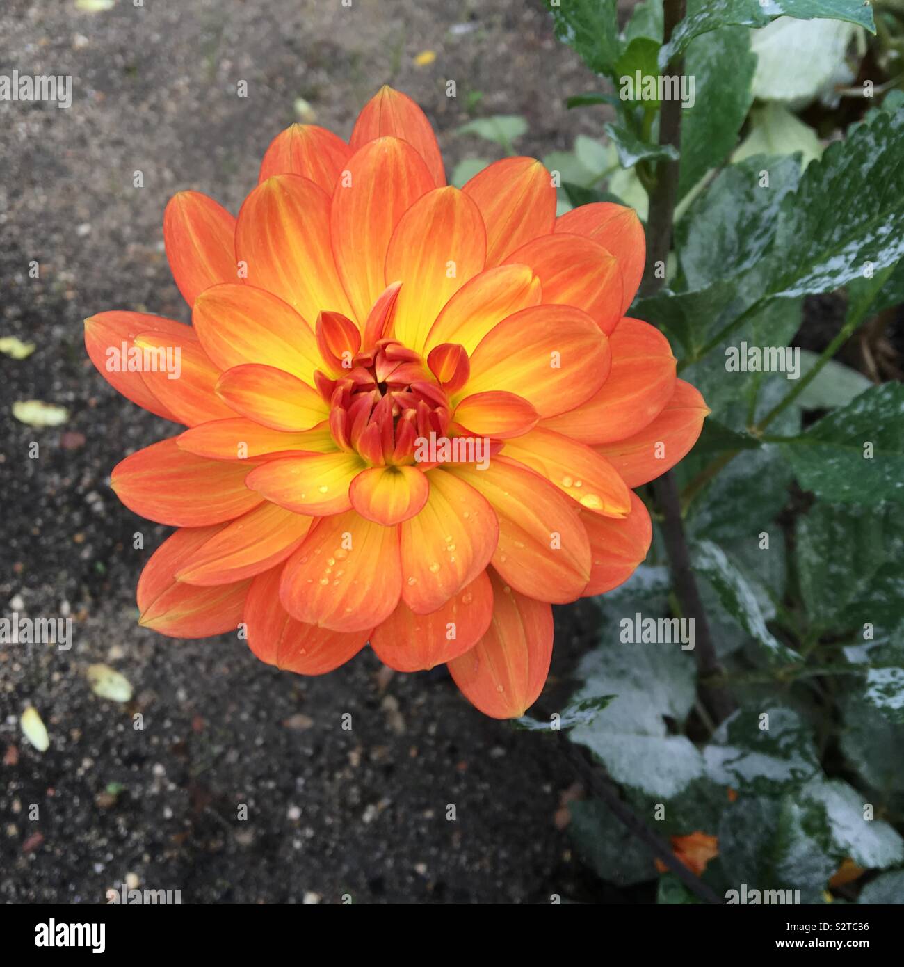 Orange Dahlia flower blooming in summer garden Stock Photo
