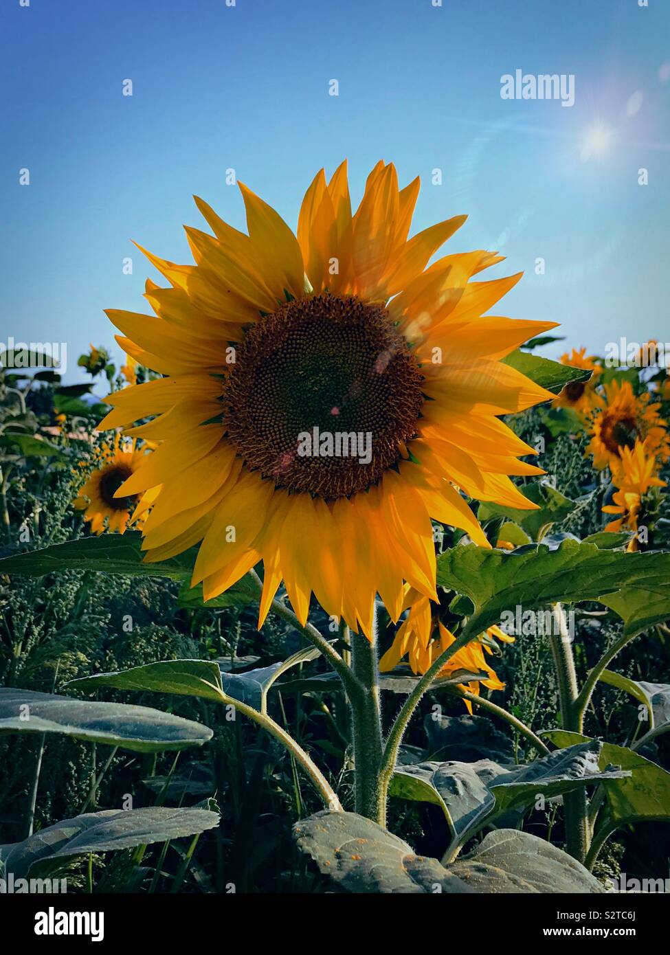 Summer Sunflower Stock Photo
