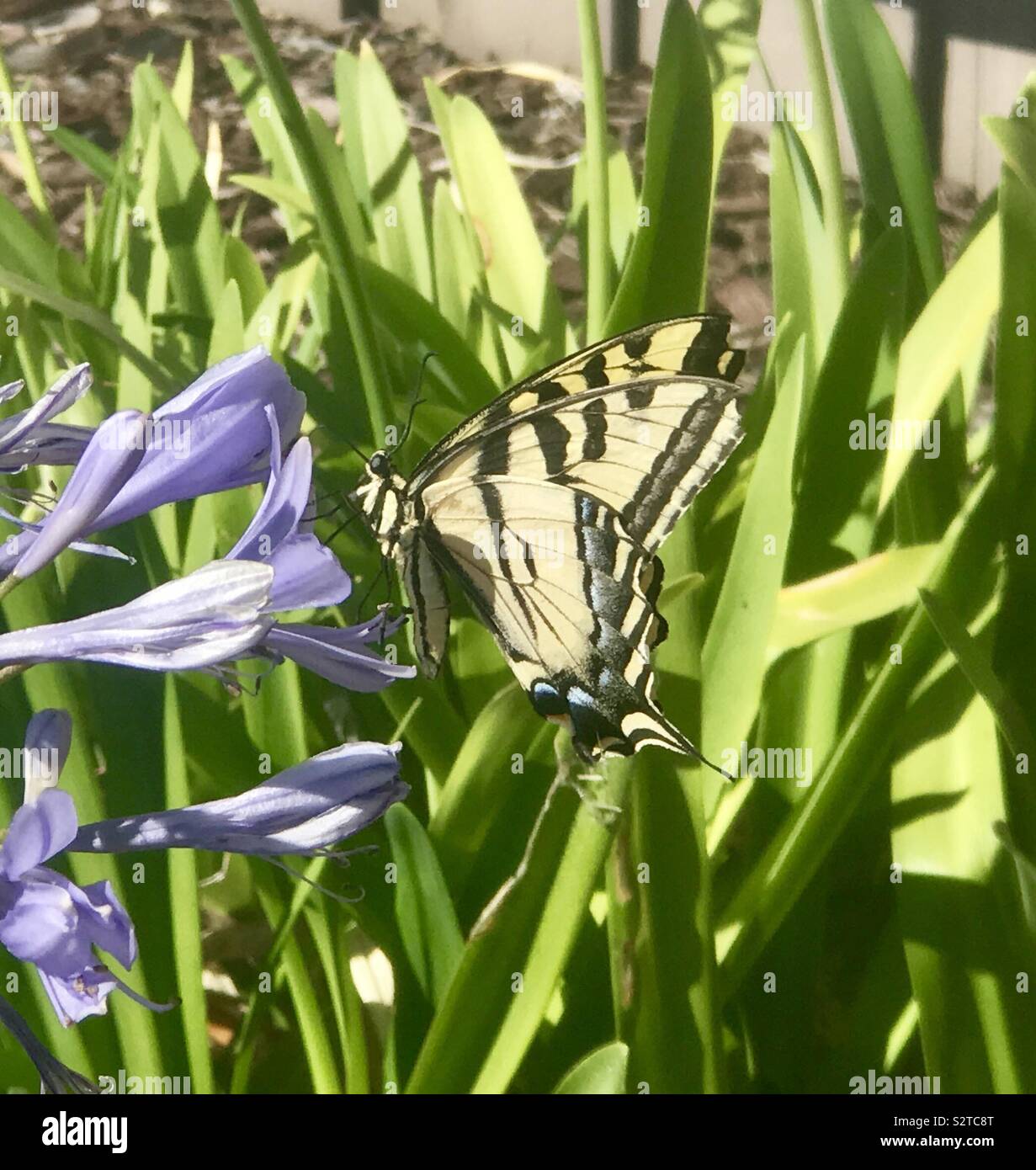 A magnificent yellow and black stripe butterfly Stock Photo Alamy