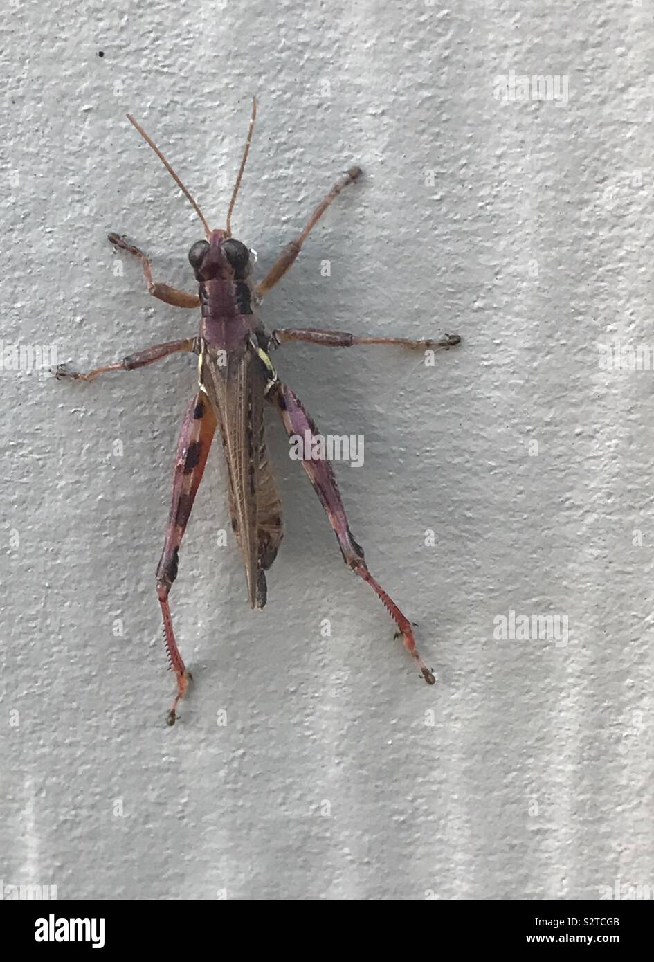 Purple Grasshopper Stock Photo - Alamy