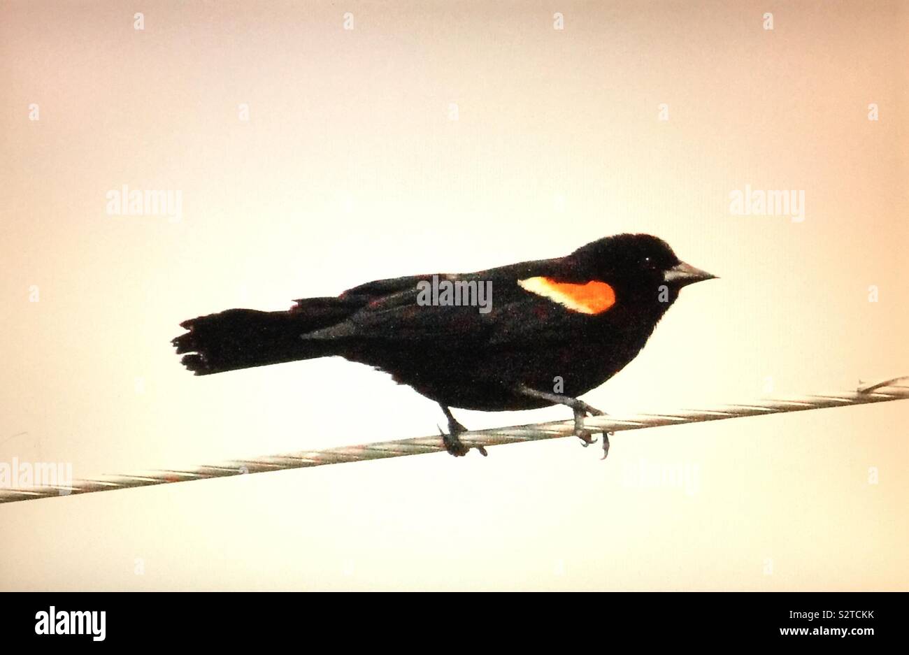 Birds of North America, Red-winged blackbird - Smartphone Captured Stock Image
