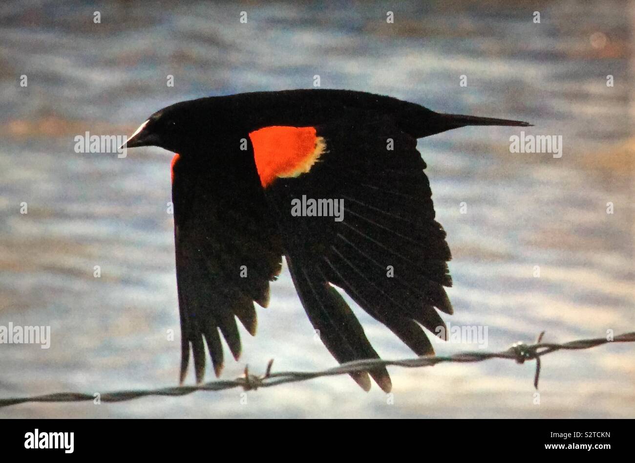 Birds of North America, Red-winged blackbird - Smartphone Captured Stock Image