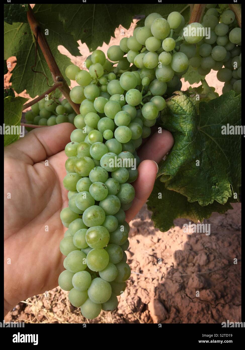 A cluster of fully developed Viognier grapes nearing harvest in the