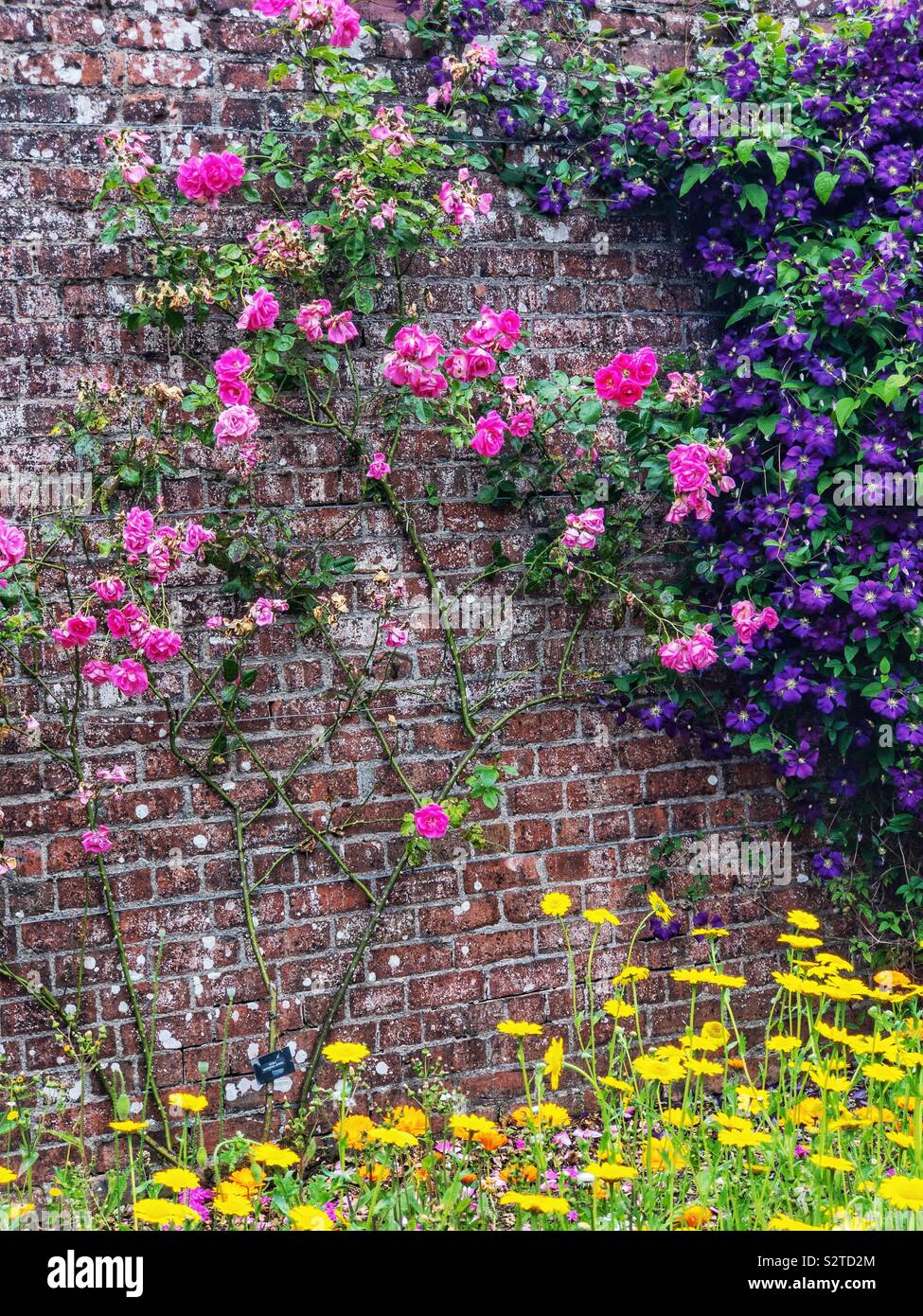 Roses, clematis and annual plants growing in a walled garden. Stock Photo