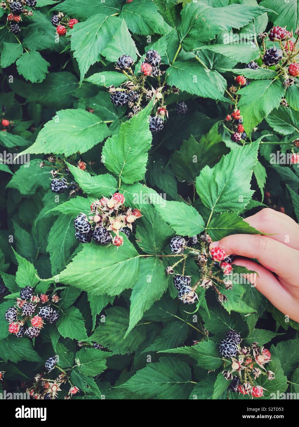 Child’s hand shown picking wild blackberries Stock Photo