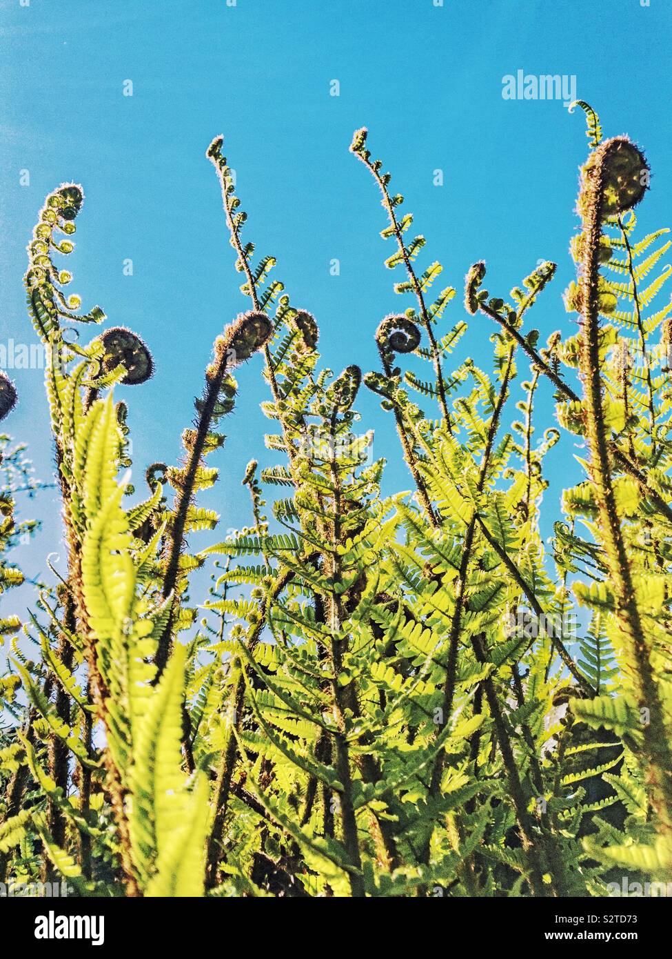 Unfurling fern fronds against blue sky. Stock Photo