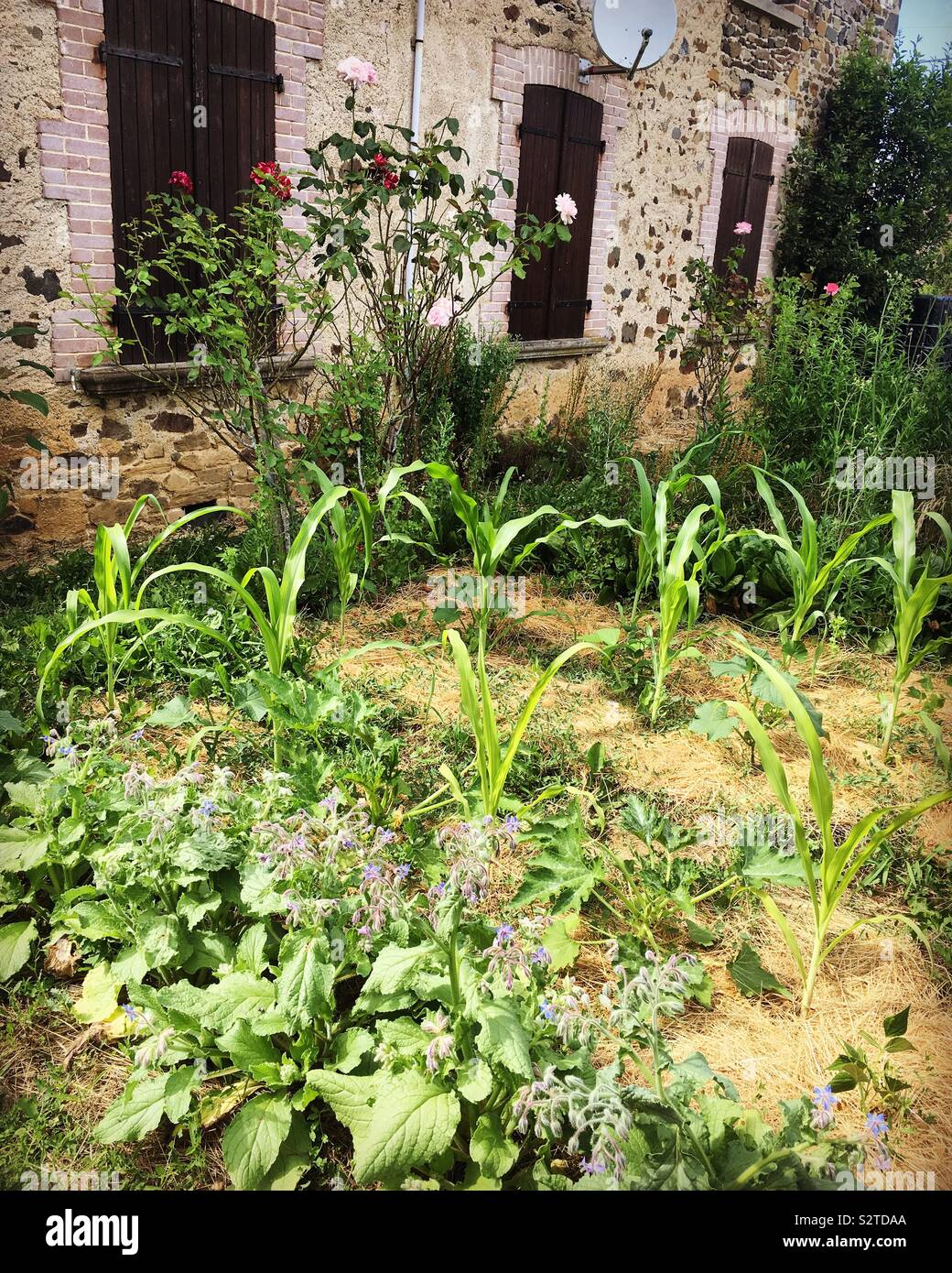 Vegetable garden in the French countryside with old stone house in the background - Smartphone Captured Stock Image