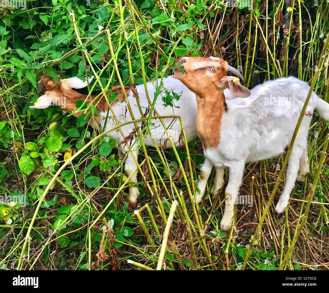 Street goats bristol Stock Photo