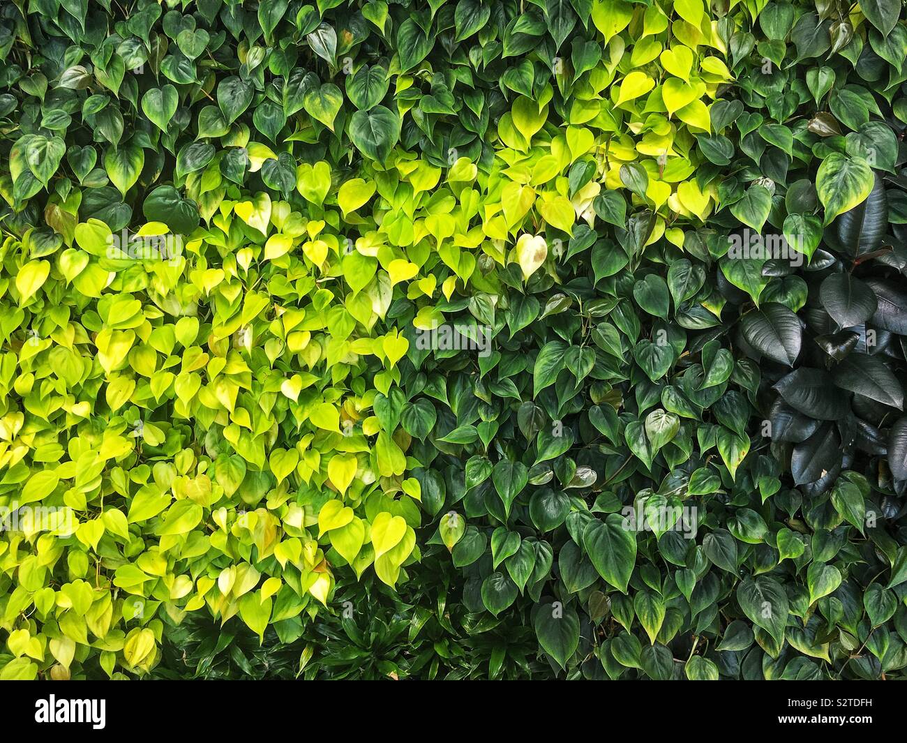 Living urban garden wall full of a variety of green leafy plants. - Smartphone Captured Stock Image