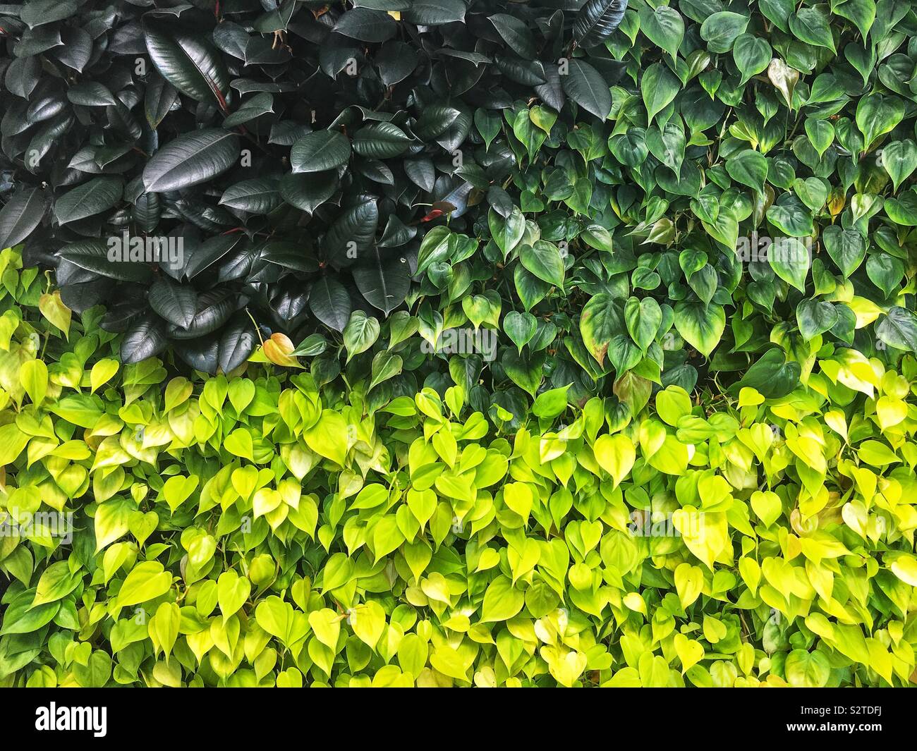 Living urban garden wall full of a variety of green leafy plants. Stock Photo