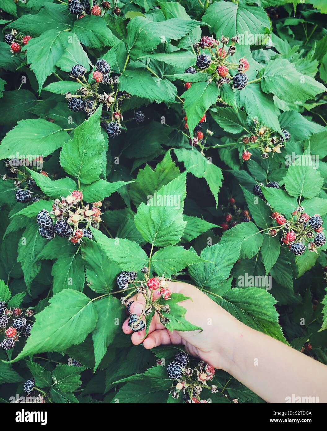 Girls hand picking wild blackberries from a bush Stock Photo
