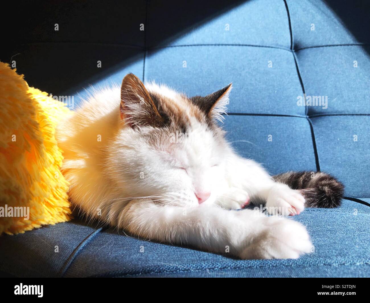 A white cat sleeping in a sunny spot on a blue sofa. Stock Photo
