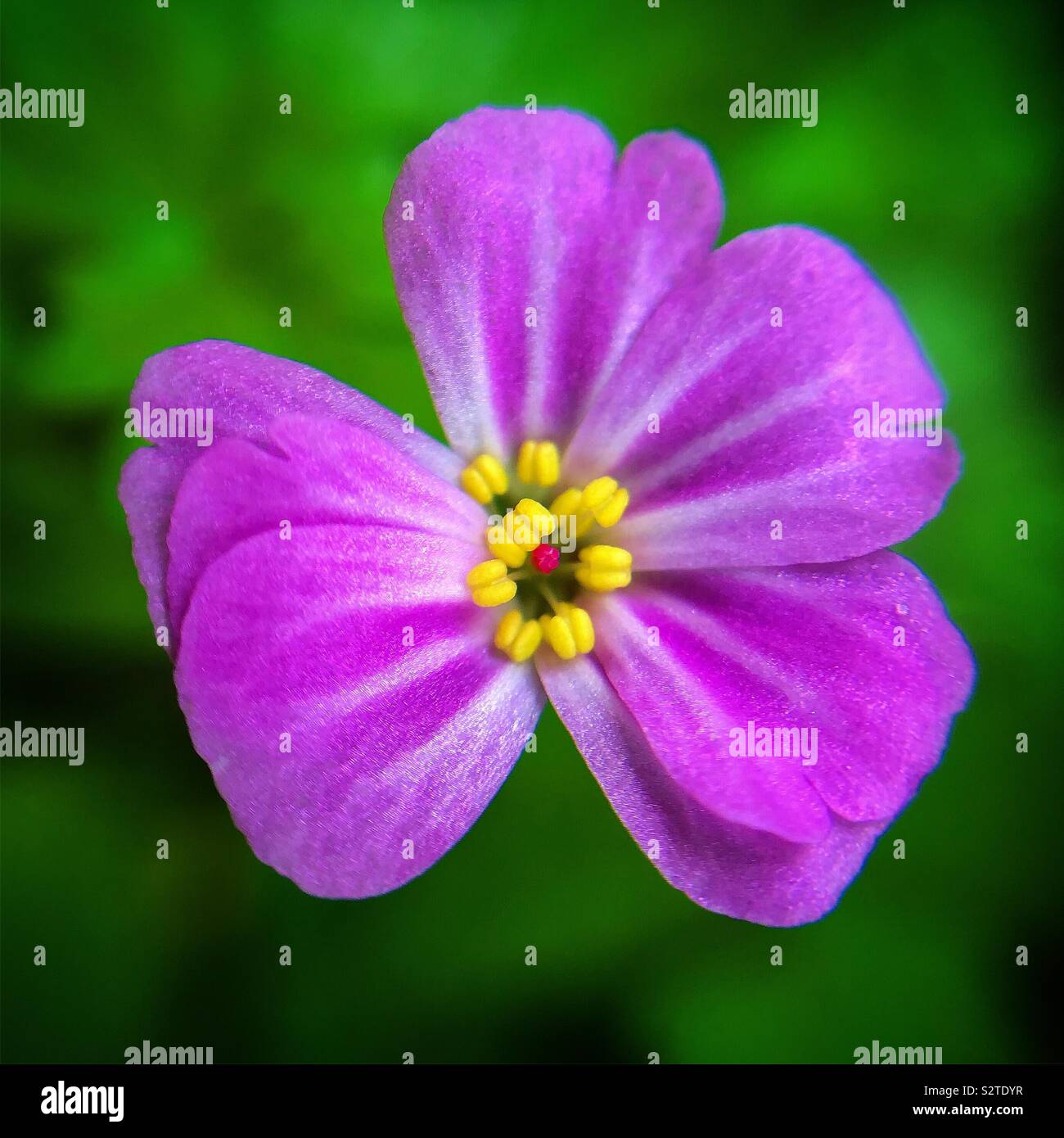 Pennsylvania state flower hires stock photography and images Alamy
