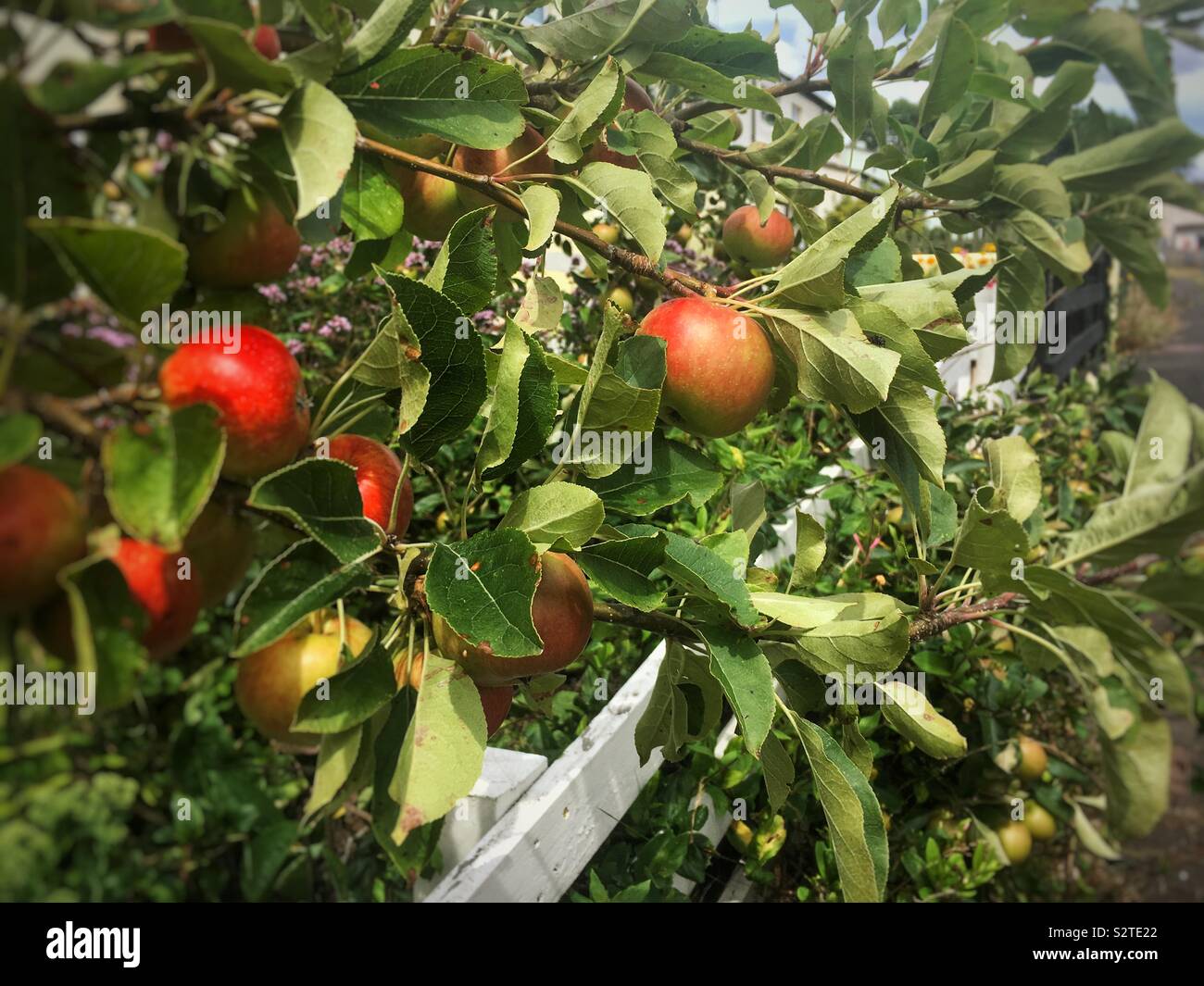 Red apples overhand wooden fence Stock Photo