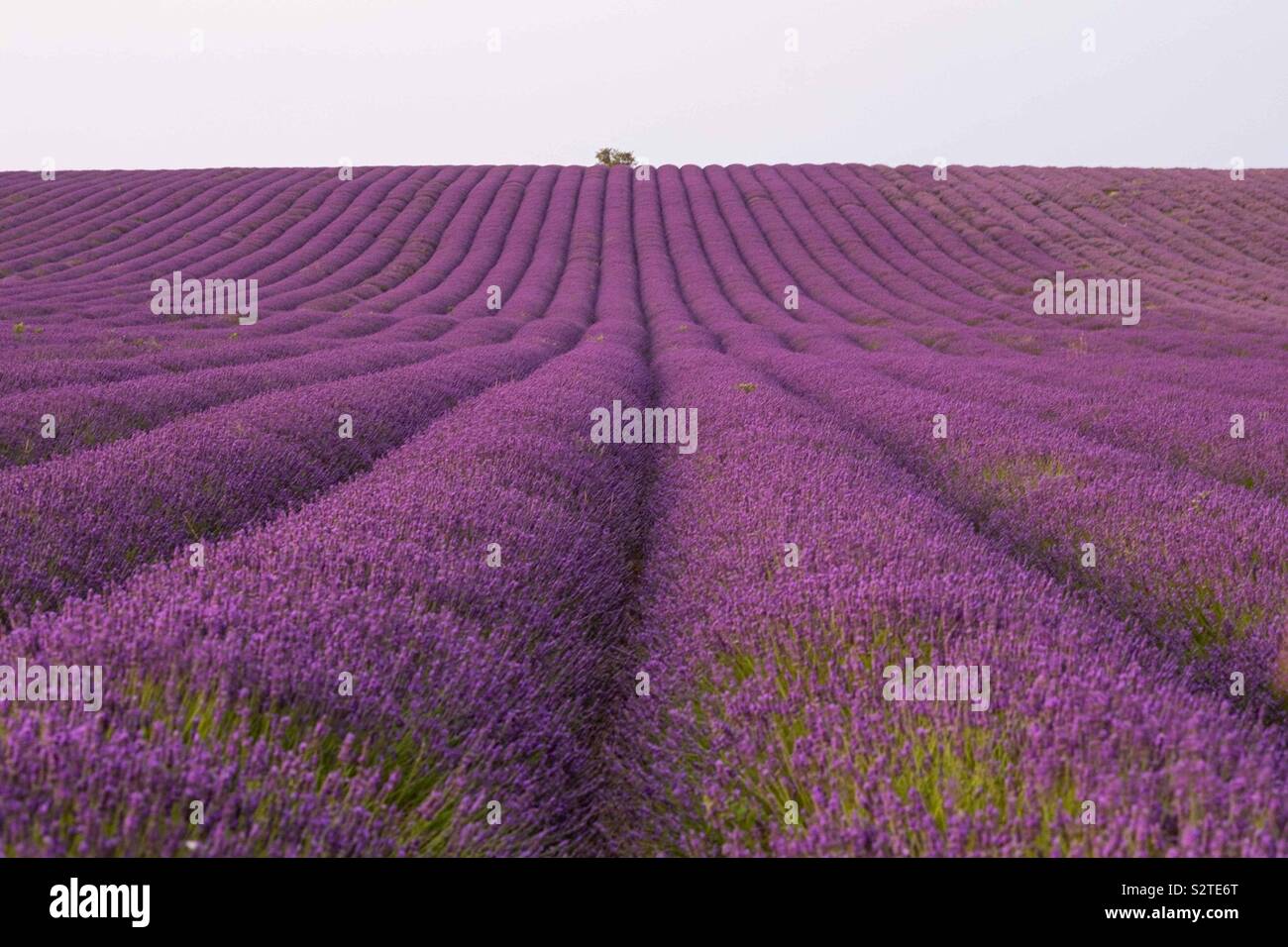 Lavender Fields Stock Photo