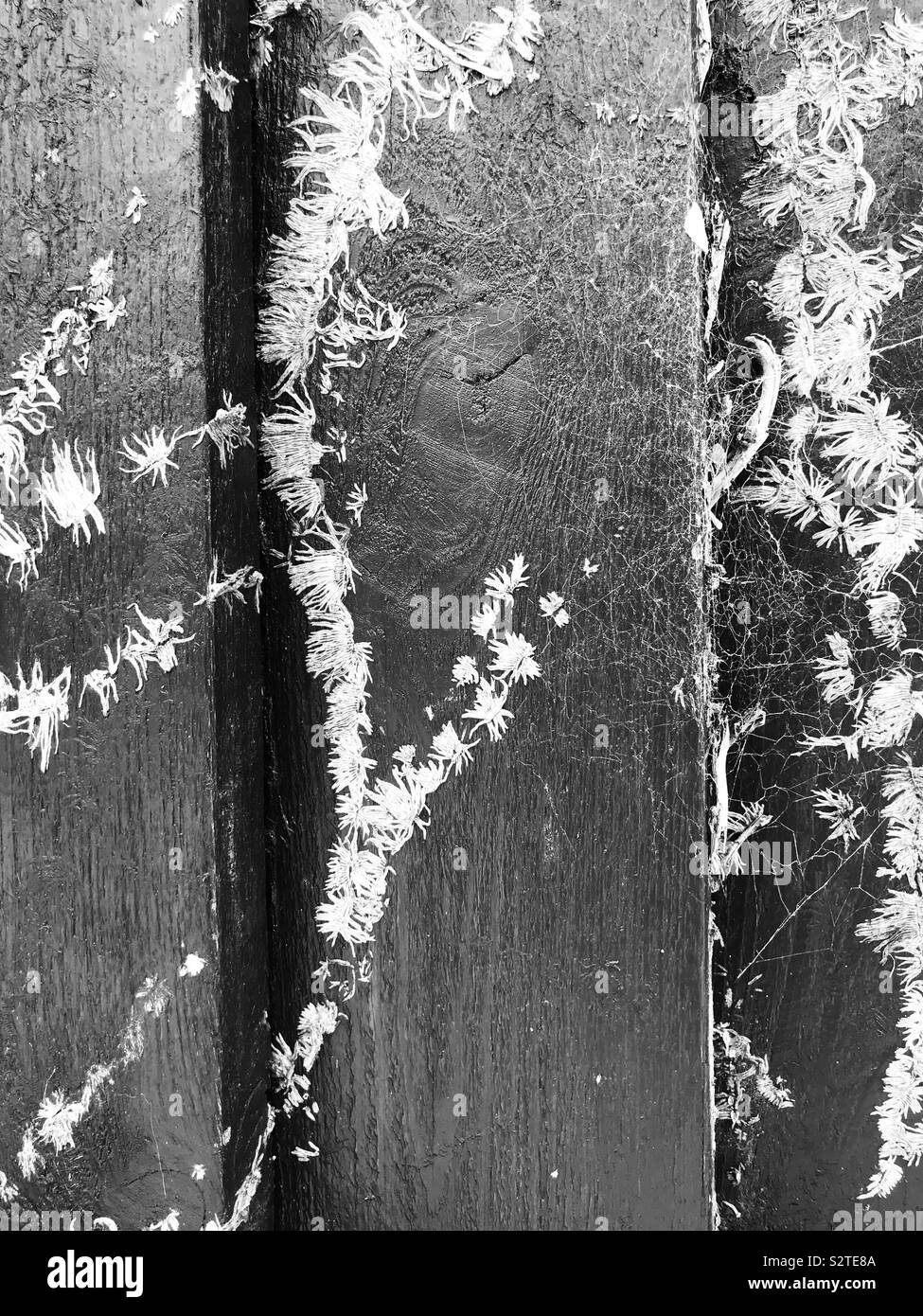 Black and white picture of moss growing up a fence Stock Photo
