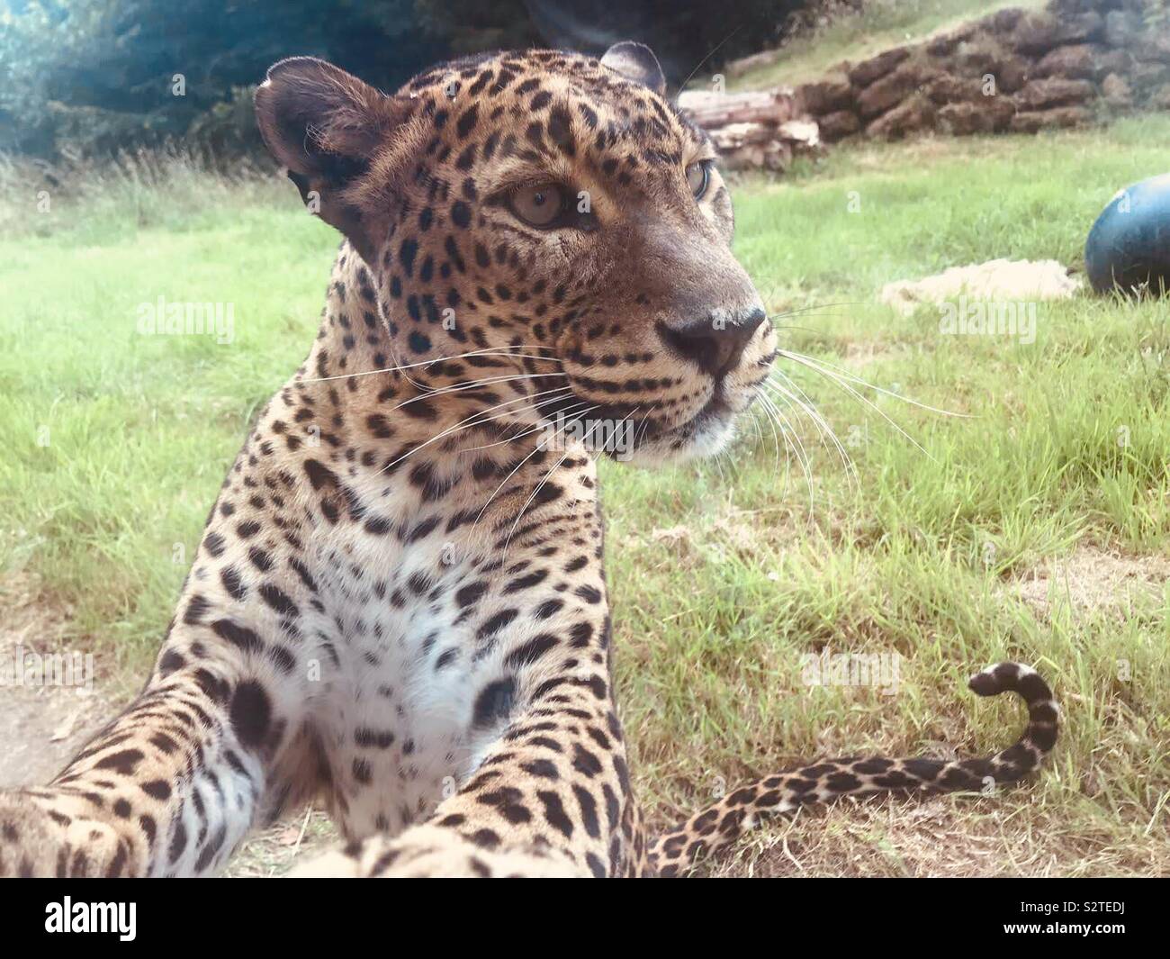 Tiger zoo hi-res stock photography and images - Alamy