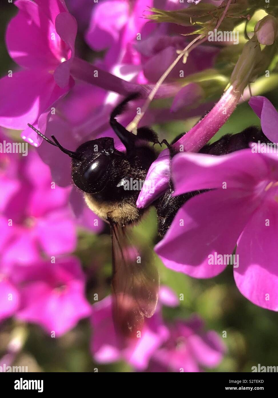 A bee nestled in petals of pink. - Smartphone Captured Stock Image