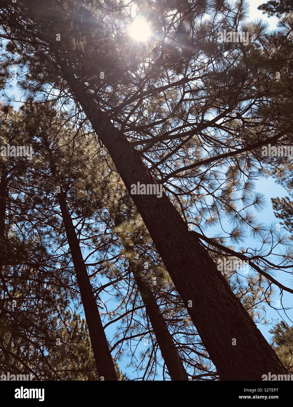 Growth trees perspective hi-res stock photography and images - Alamy