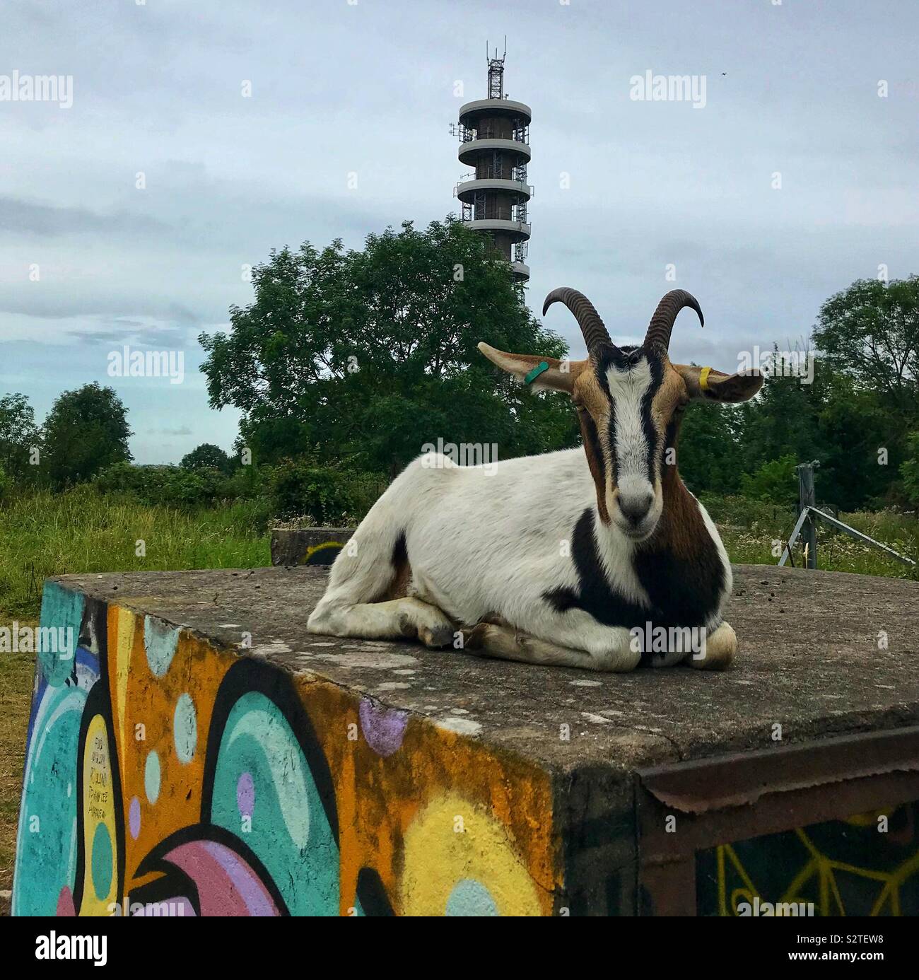 Street goats bristol - Smartphone Captured Stock Image