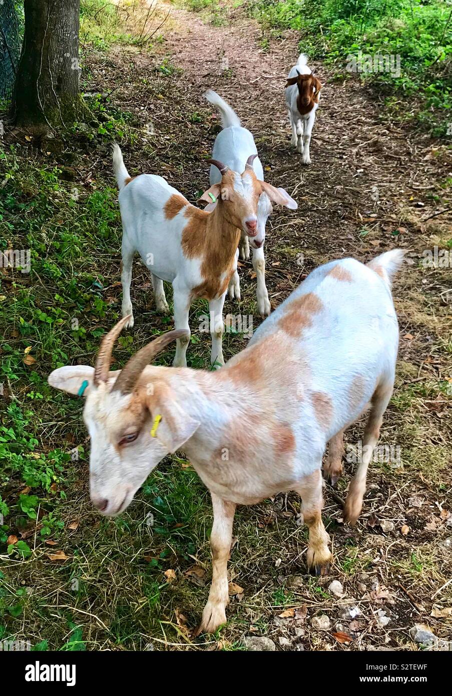 Street goats bristol Stock Photo