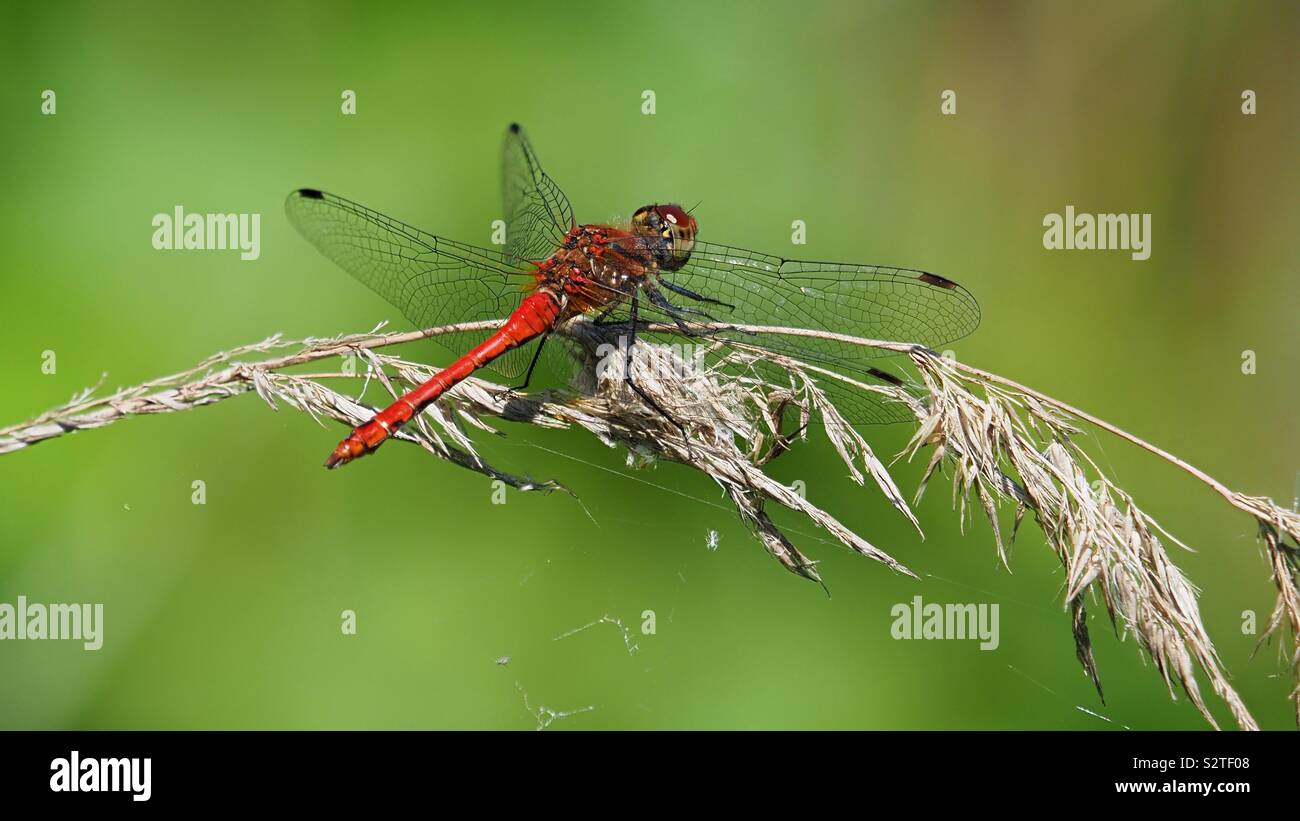 Red dragonfly on a grass stalk Stock Photo - Alamy
