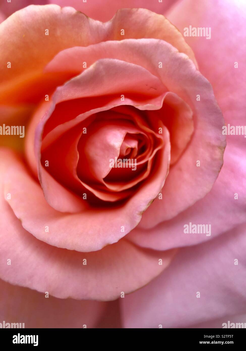Rose close up. - Smartphone Captured Stock Image