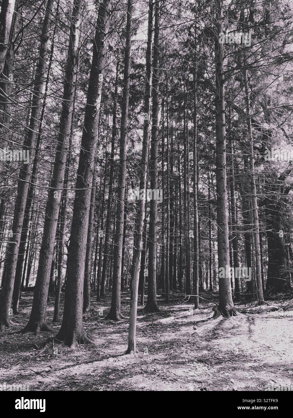 Tall trees lines hi-res stock photography and images - Alamy