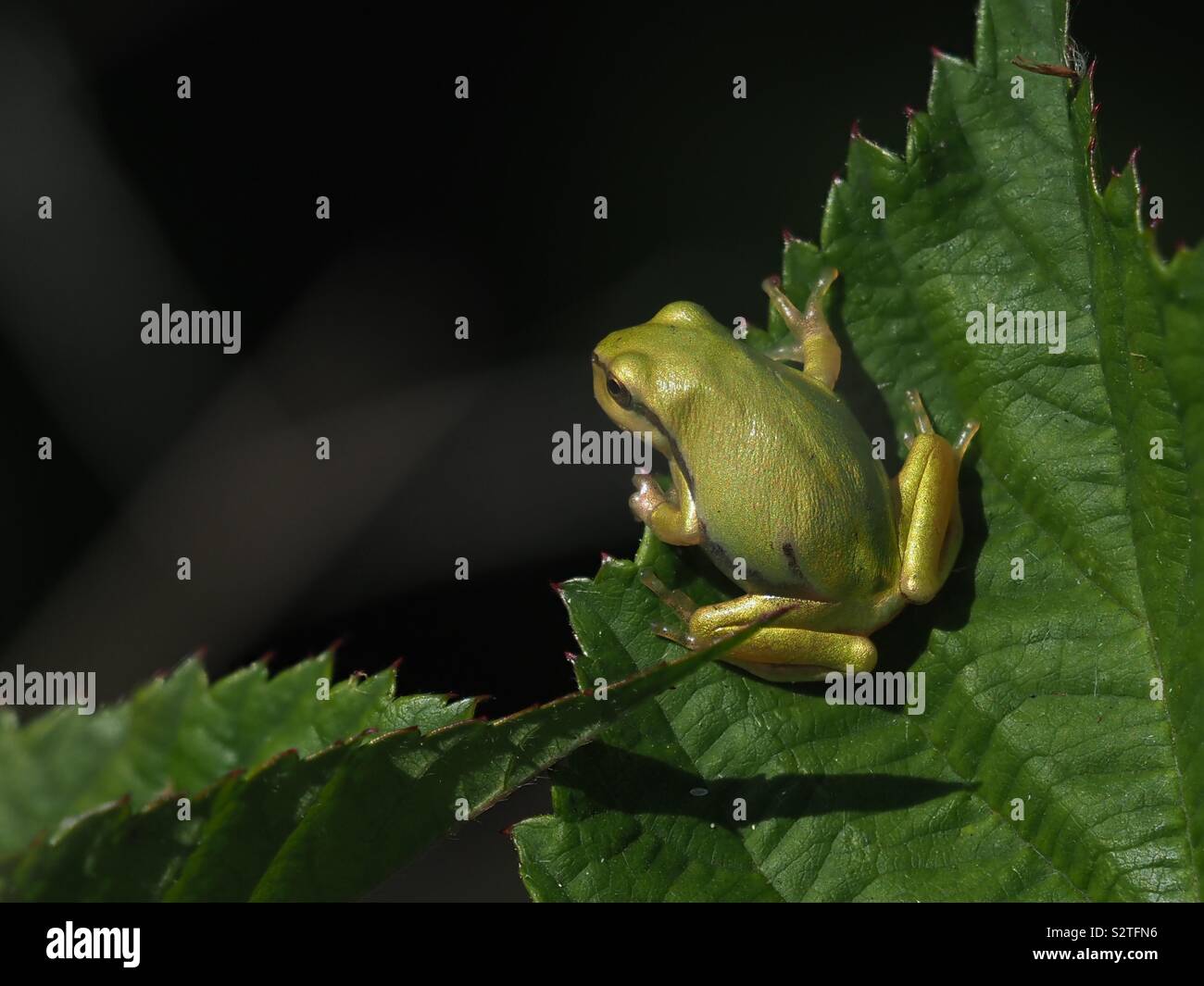 Tree frog on the lookout - Smartphone Captured Stock Image