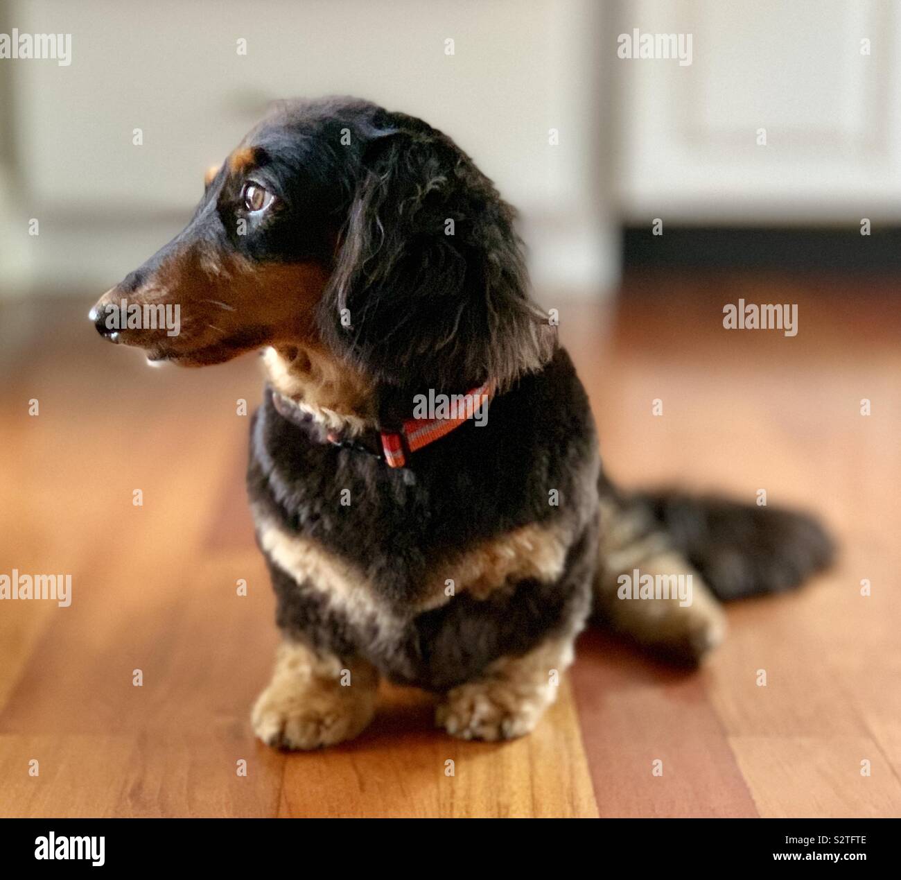 Long Haired Miniature Dachshunds Stock Photos Long Haired