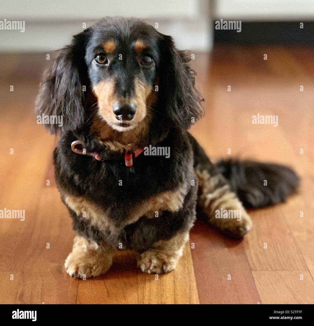 Black long haired mini dachshund hot sale