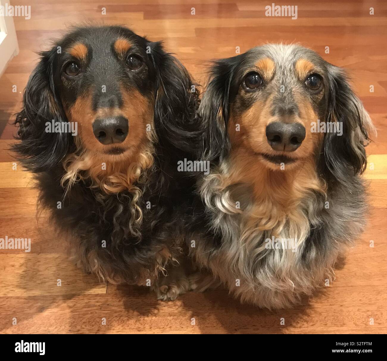 Miniature Longhaired Dachshunds Stock Photos Miniature