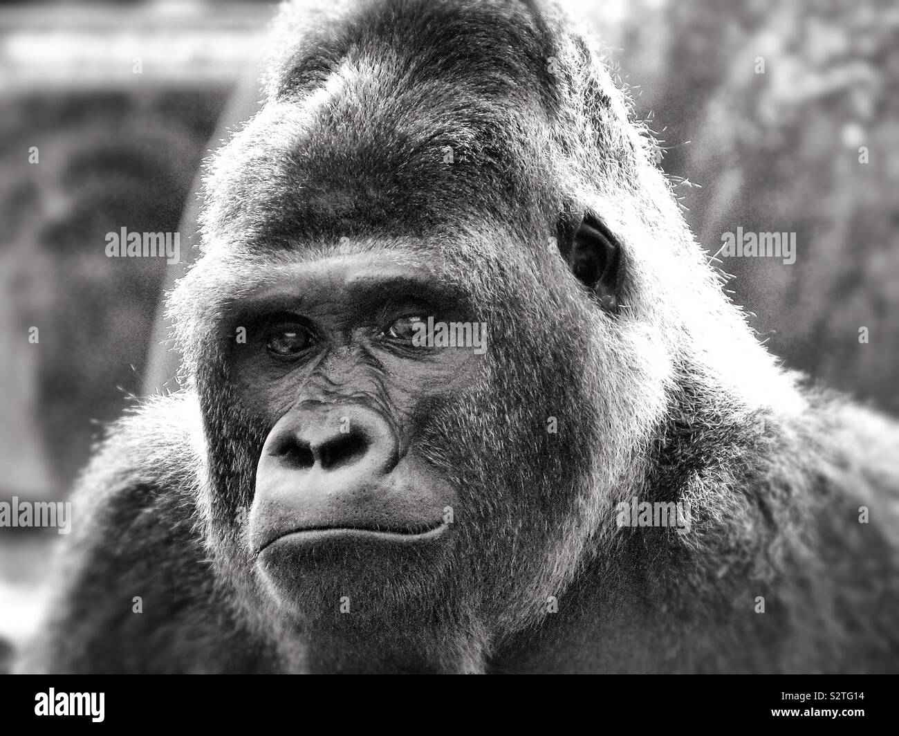 Western lowland gorilla portrait close up looking at camera - Smartphone Captured Stock Image