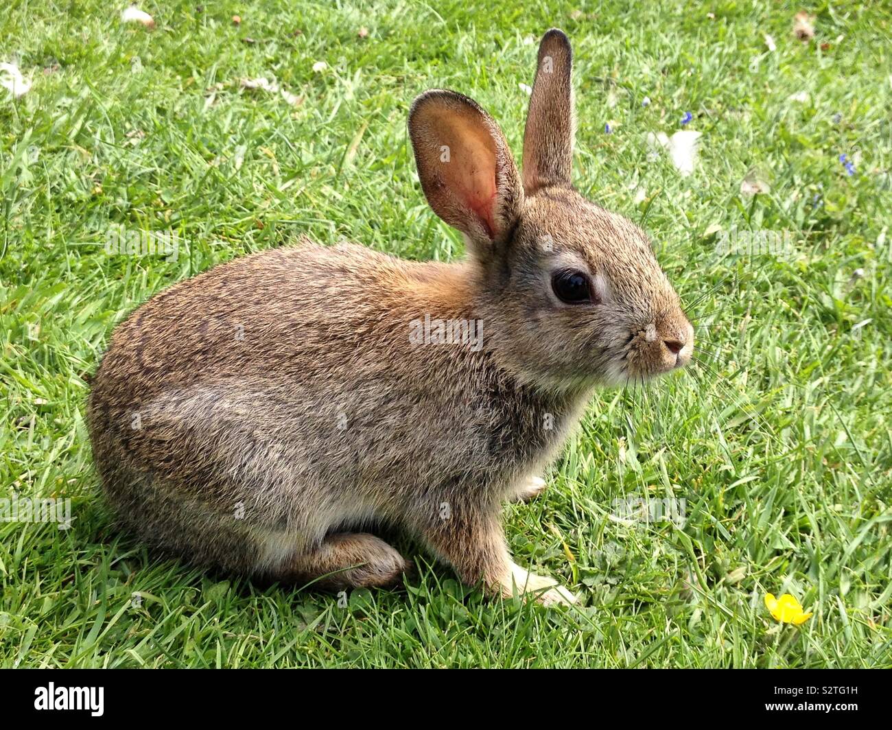 Small wild rabbit bunny.  Easter bunny - Smartphone Captured Stock Image